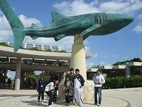 ちゅら海水族館にて