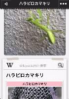 先日玄関先で撮影したカマキリの写真を送ってみました。１時間ほどで写真の判定結果が届きました。